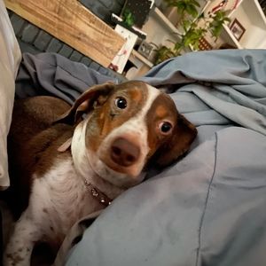 Meet your Posher, Emma